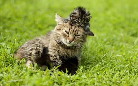 Cat s
