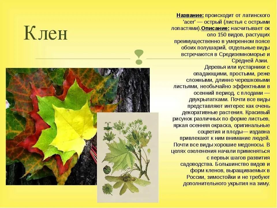 Сколько лет листьев
