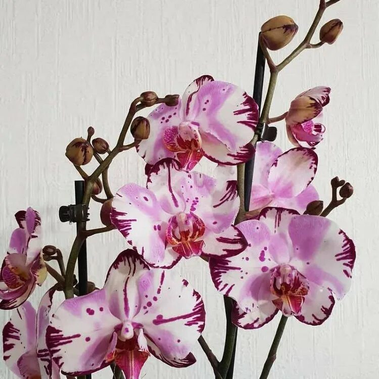 Купить орхидею в горшке авито. Орхидея фаленопсис. Фаленопсис (Phalaenopsis) – Орхидея. Nl-666040451 Орхидея фаленопсис. Nl 355182092 фаленопсис ambiance.