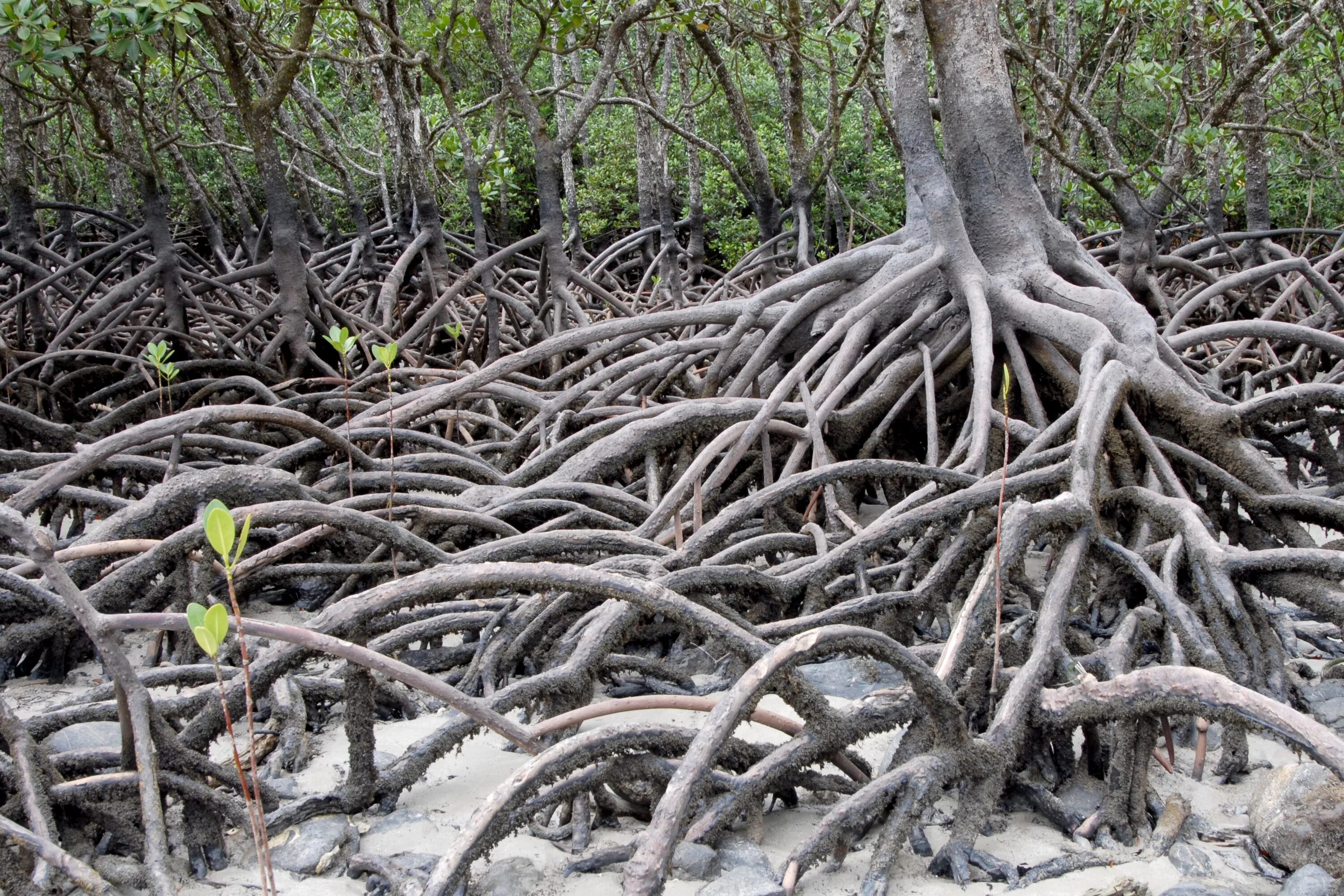 Корни живого дерева. Мангровые заросли Австралии. Мангровые леса Австралии. Мангровые корни. Мангровые растения корни.