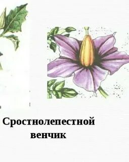 Сростнолепестный венчик цветка имеется у