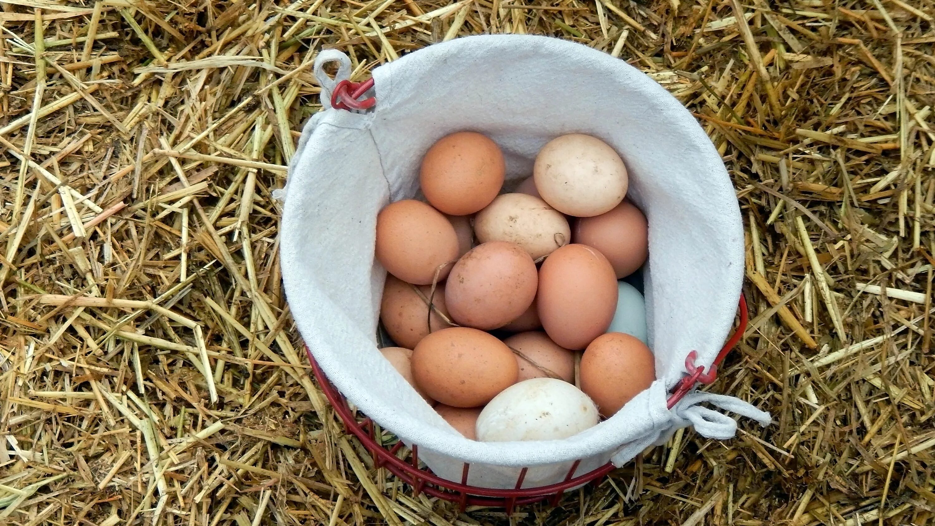 К чему снится собирать много куриных яиц. Яйцо куриное. Куриные яйца ферма. Яйцо домашнее куриное. Яйца куриные производители.