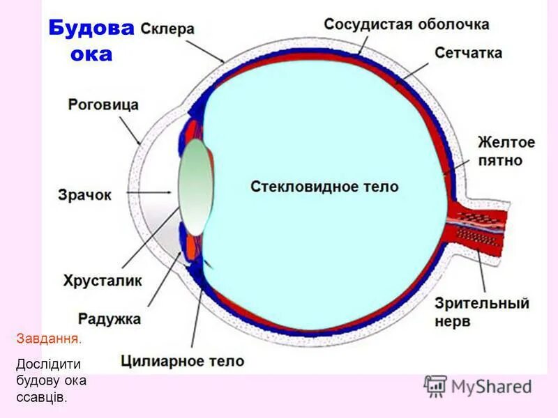 Пространство между роговицей и радужкой регулирует