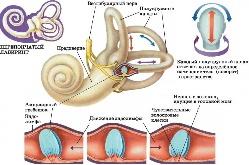 Полукружные каналы внутреннего уха расположены. Устройство вестибулярного аппарата человека. Строение полукружных каналов вестибулярного аппарата. Внутреннее ухо вестибулярный аппарат. Внутреннее ухо вестибулярный аппарат строение.