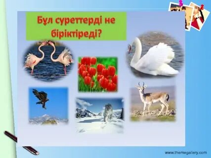 Кызыл казахский