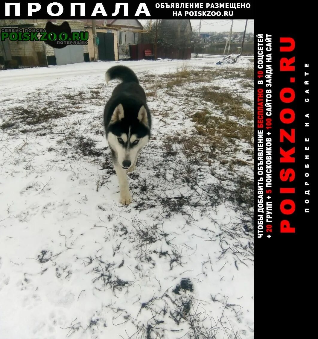 Собаки губкинский. Найденные собаки в губкине. Ямал собаки. Собаки губкинский. Найденные собаки в губкине.