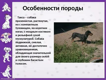 Домашняя собака особенности