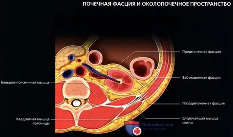 Почечное пространство