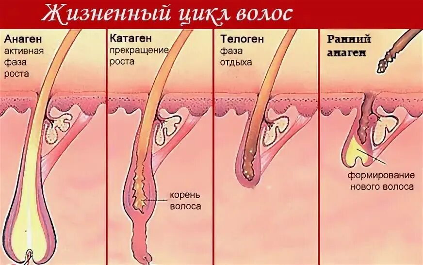 Почему медленно растут волосы на голове. Анаген катаген телоген волос. Анаген - фаза роста, катаген - фаза, телоген -. Рост ресниц анаген катаген телоген. Фазы анаген катаген телоген.