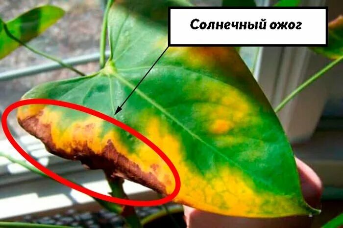 Как сохранить комнатные растения в жару? Зеленый приют Дзен