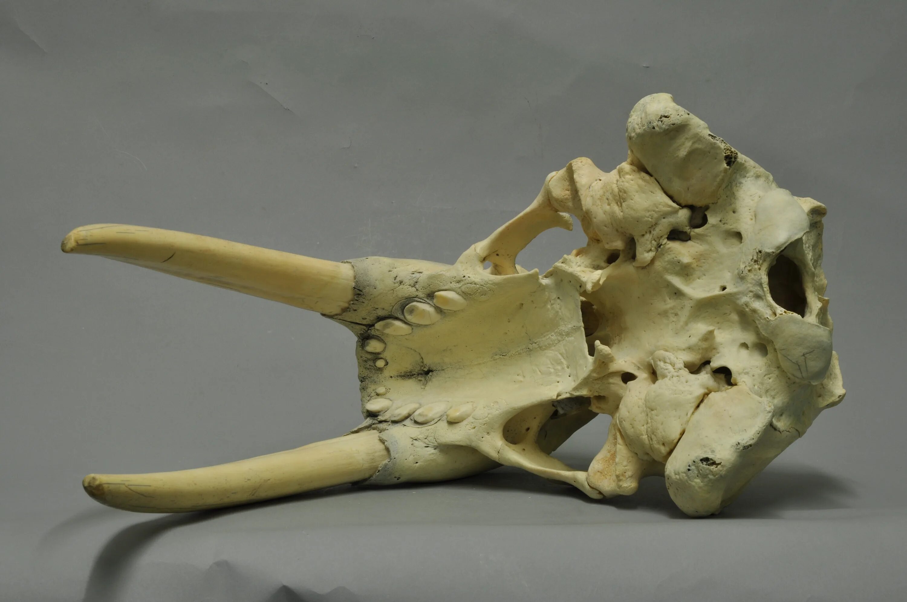 Слоновый череп. Скелет моржа.