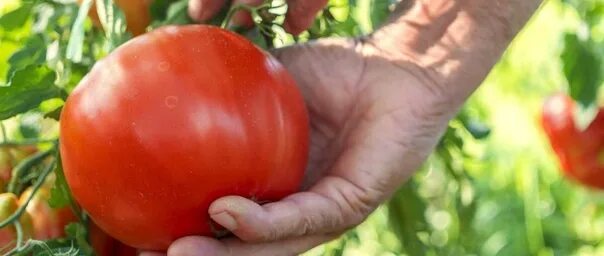 Крупноплодные томаты. Томат бабушкино бычье сердце. Сорт помидор ранний сладкий. Томат черри низкорослый. Сорт помидор ранний сладкий.