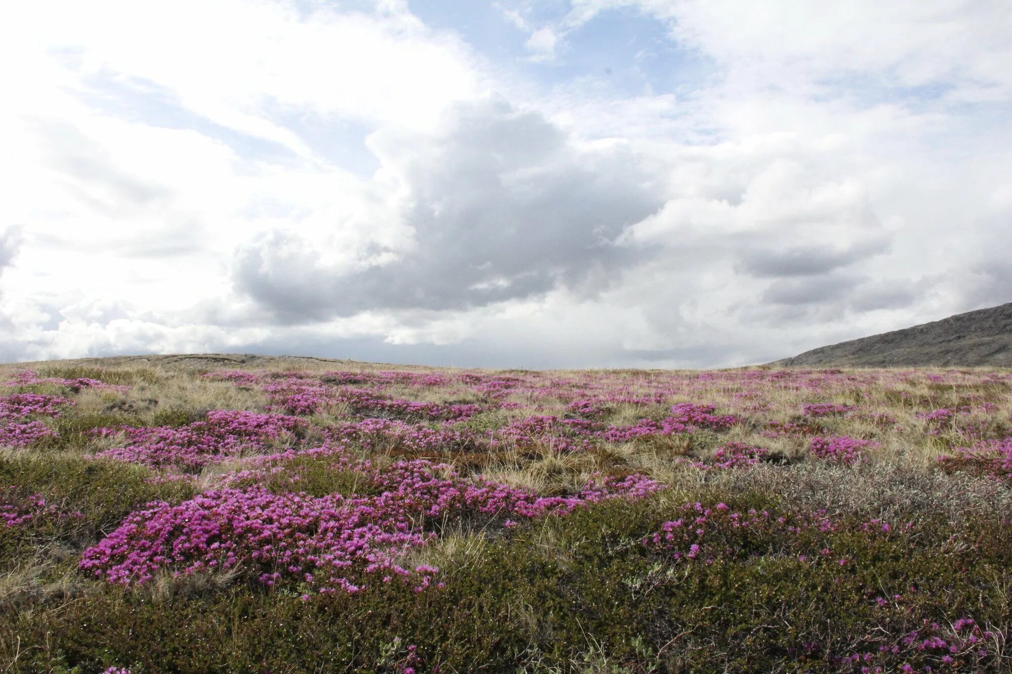 тундра лесотундра степ. дриадовые тундростепи. тундра цветет весной. тундровая степь. тундра 1858734.