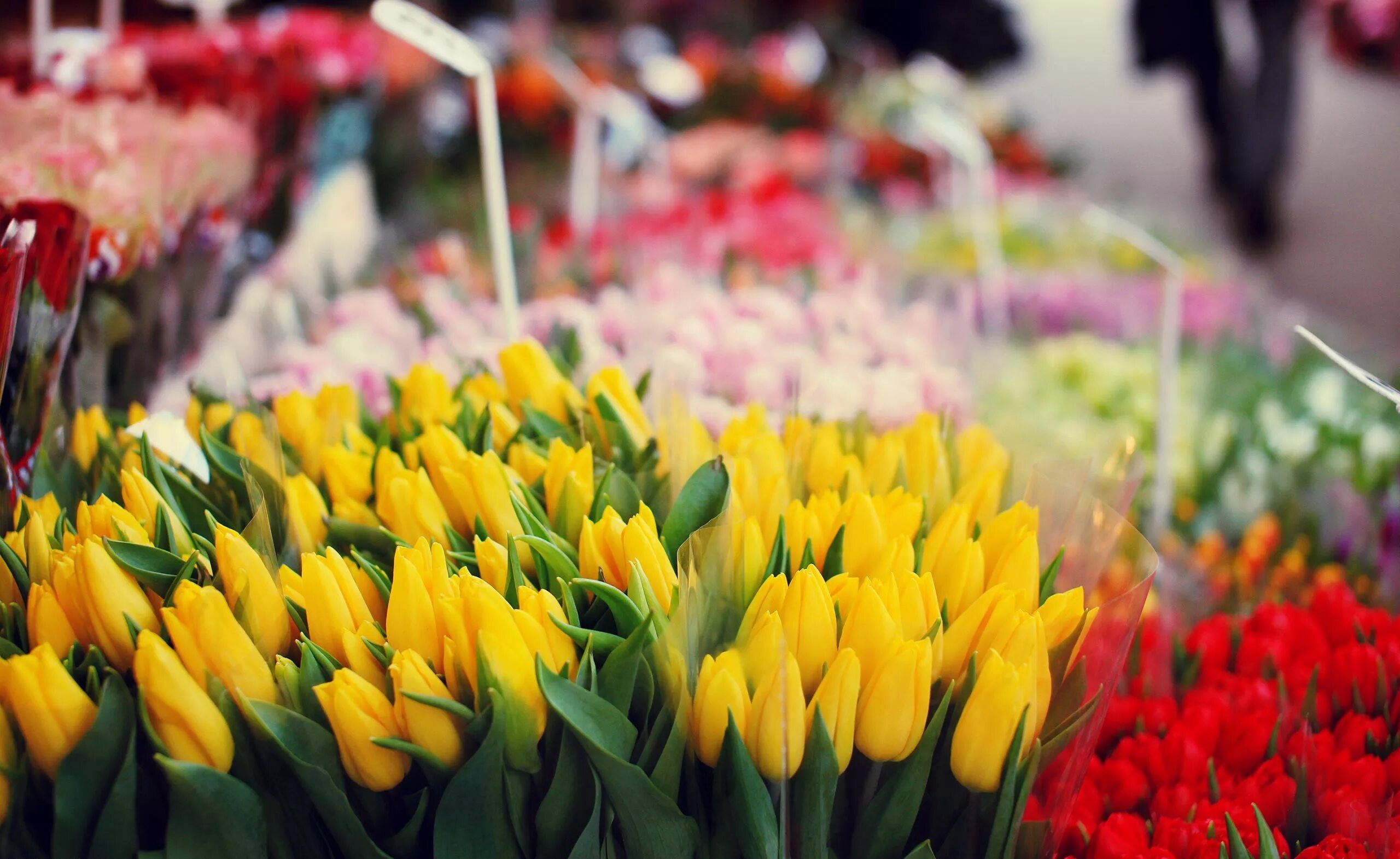 Сколько стоят тюльпаны в новосибирске. Цветы тюльпаны. Тюльпаны в цветочном магазине. Расцветки тюльпанов. Охапка тюльпанов.