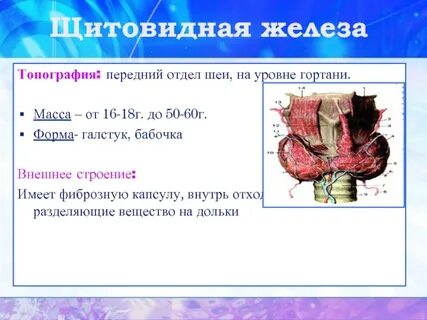 Фиброзная капсула щитовидной железы