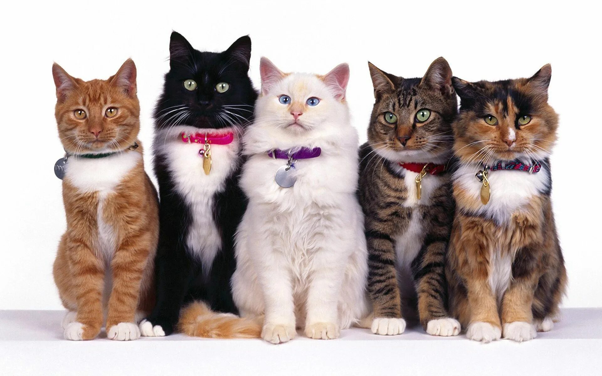 Кошка три дня. Кошка три дня
