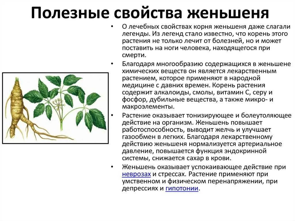 Женьшень растение корень. Женьшень характеристика растения. Женьшень лечебное растение. Корень женьшеня полезные свойства.