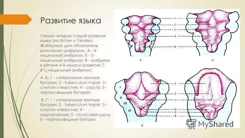 формирования языка человека. формирования языка человека. формирования языка человека. вкусовые зоны языка человека анатомия. строение языка у человека вид сбоку.
