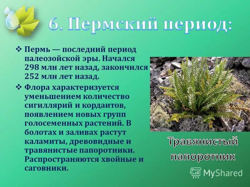 мезозой юрский период растения. мезозойская эра юрский период растения. пермский период растения. пермский период растения. пермский период палеозой хвойные леса.