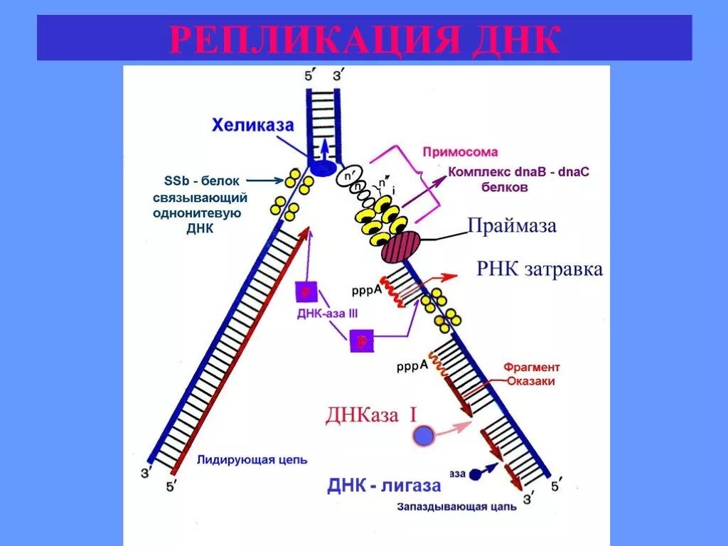 Хеликаза функции
