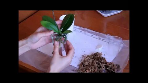 Как ухаживать за мини