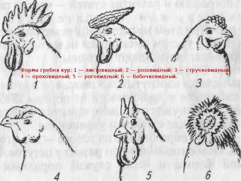 Форма гребня у кур. Формы гребня у петухов. Виды гребней у петухов. Форма гребешков у петухов. Розовидный гребень у петухов.