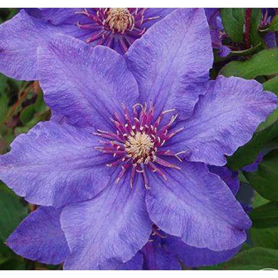 клематис пеннел.