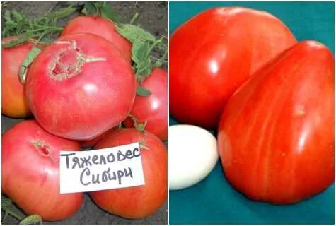Описание сорта томатов тяжеловес сибири