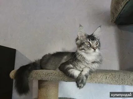 Куну полные