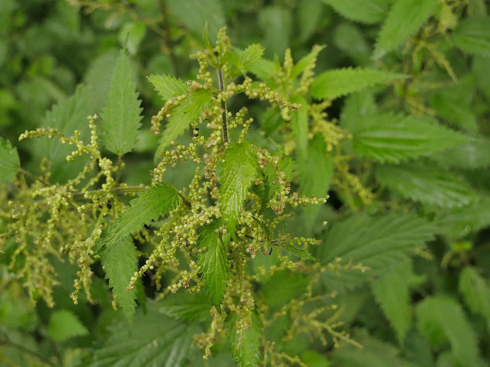 Крапива двудомная (Urtica dioica). Соцветие крапивы двудомной. Крапива двудомная осенью. Nettle Sentinel. Крапива двудомная признаки