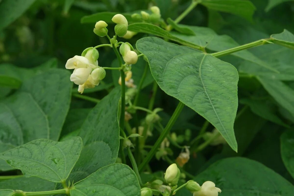 Фасолька фото. Фасоли Phaseolus vulgaris. Фасоль обыкновенная (Phaseolus vulgaris. Соцветие фасоли обыкновенной. Фасоль Бобы остролистная.