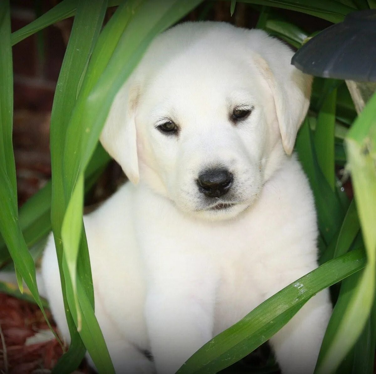 Щенок. Американская акита. Обои белая собака с айфоном. Белый ретривер щенок. Щенки белого цвета.