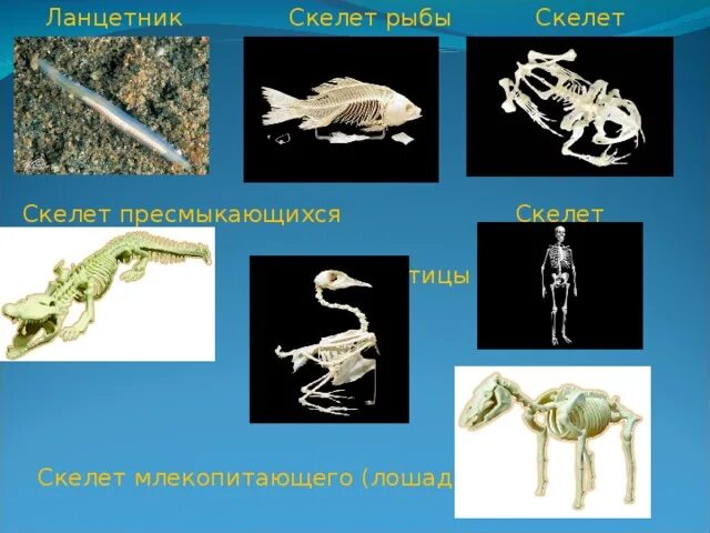 Чем отличается скелет птиц от пресмыкающихся. Пресмыкающиеся скелет. Скелет рептилий. Скелет птиц и пресмыкающихся. Скелеты рептилии рыба.