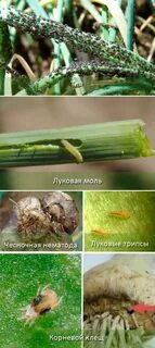 Вредители чеснока и борьба