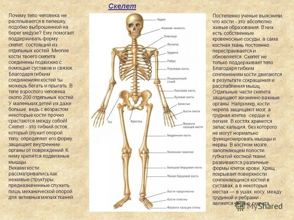 Скелет человека с названием костей. Костный скелет человека анатомия. Строение скелета человека с названиями костей. Кости скелета на русском и на латыни. Почему тело мягкое
