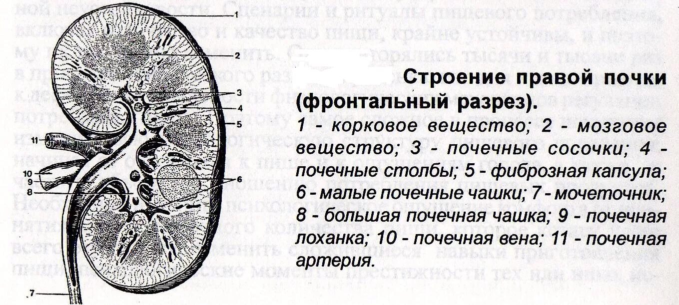 Лоханка латынь. Схема Раздольного разреза почки. Внутреннее строение почки анатомия. Строение правой почки фронтальный разрез. Внутреннее строение почки схема.