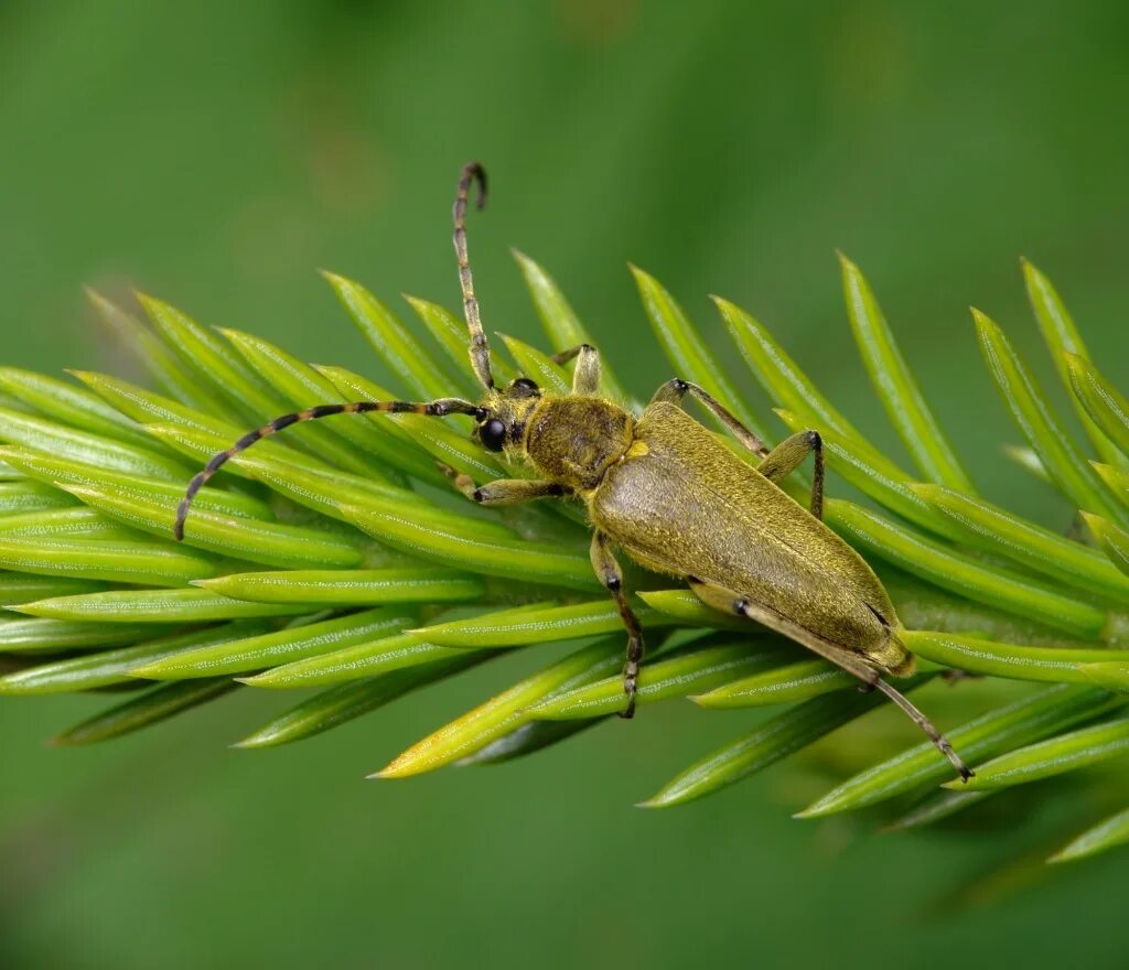 Лептура зеленая Leptura Virens. Насекомые в заповеднике Кивач. Заповедник Кивач фауна насекомые.