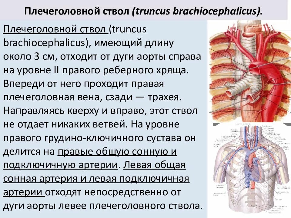 Давление в аорте и легочной артерии. Давление в аорте и легочной артерии