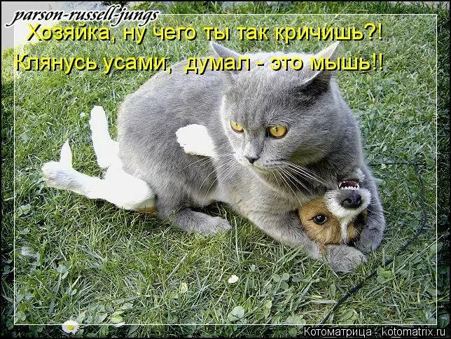 не пущу котик. пути не путю. отпусти отпущу ну. когда меня отпустит картинки. отпустило мем.