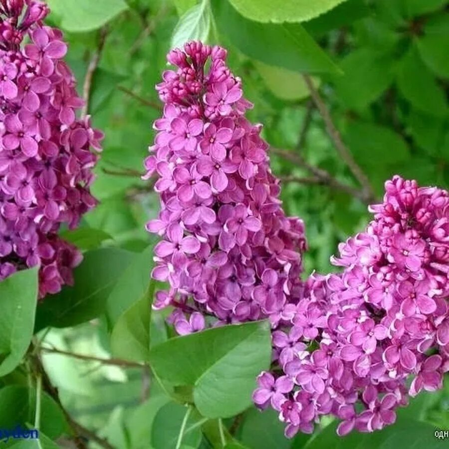 Как быстро растет сирень. Сирень обыкновенная Aucubaefolia Аукубафолия. Syringa vulgaris 'Aucubaefolia'. Стирень Майденс Блаш. Сирень обыкновенная растет.