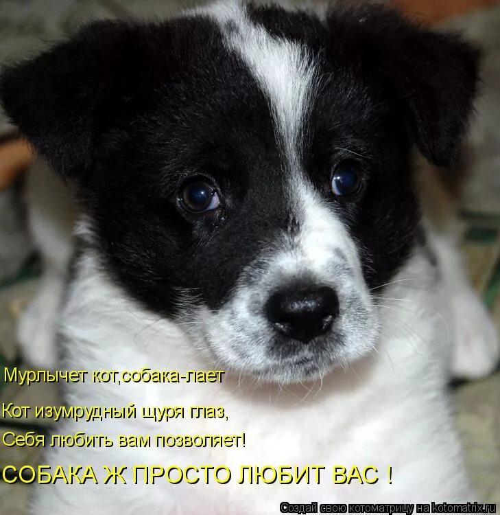 красивые беспородные собаки. собачка дворняжка. шутки про джек рассела терьера. надпись купите мне собаку. про собак хочу.