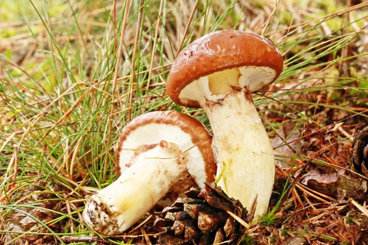 Гриб Suillus luteus. Съедобные грибы маслята. Маслёнок обыкновенный (Suillus luteus). Грибы маслята ложные.