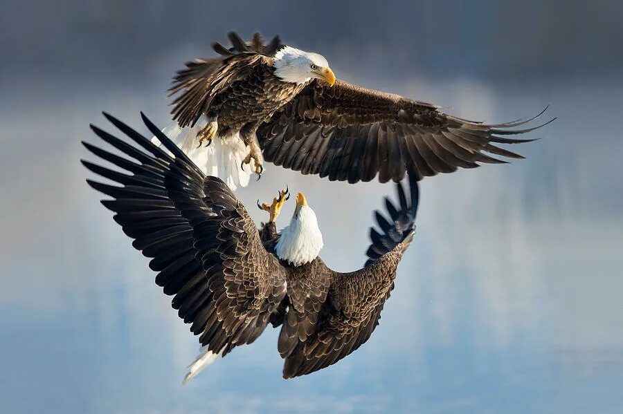Белоголовый орланбрачный танецъ. Eagle. Битва Орлов. Белоголовый Орлан и человек. Battle eagle