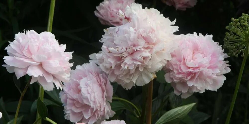 Fleur de pivoine. Nina ricci love in paris peony. Французские духи с пионом. Fleur de pivoine. Fleur de pivoine.