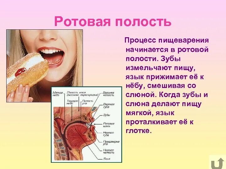 Пищеварительная система человека ротовая полость зубы. Биология пищеварение 8 класс зубы. Строение ротовой полости человека ЕГЭ. Процесс пищеварения начинается в ротовой полости.