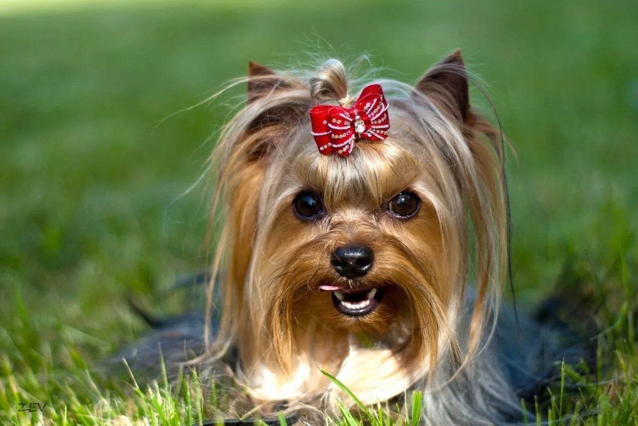 Рыжие длинношерстные собаки породы. Кончики собачки. Необычные собаки. Кончики собачки. Породы собак.