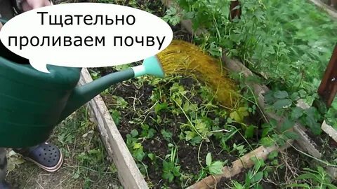 Чем пролить теплицу осенью от белокрылки