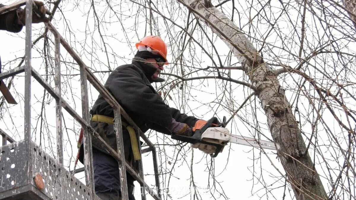 Кронирование это. Кронирование деревьев. Кронировать деревья это. Кронирование сосны. Формовочная обрезка деревьев.