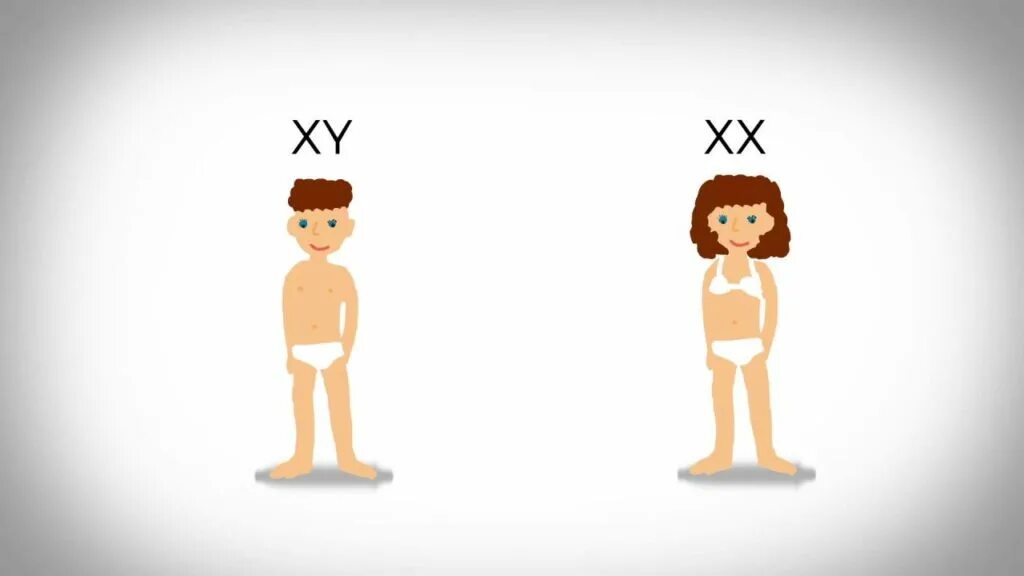 Гены детей от первого мужчины. XX XY хромосомы. Хромосомы у мужчин и женщин XX XY. X Y хромосомы мужские и женские. Х У хромосомы женские мужские.