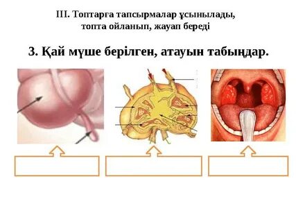 Қалыңдықтың кискасының жақыннан түсірілген фотосы